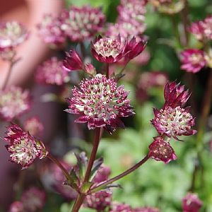 Astrantia 'Moulin Rouge' 