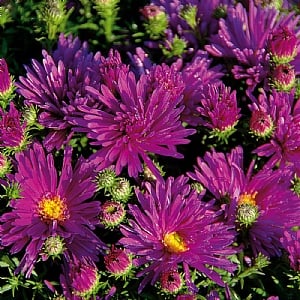 Aster 'Purple Diamond'