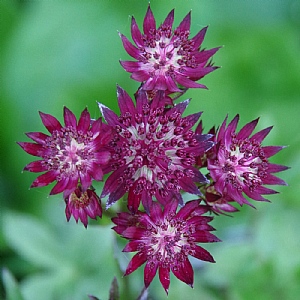 Astrantia 'Purple Happiness'