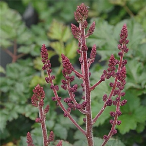 Astilbe 'Purple Rain'