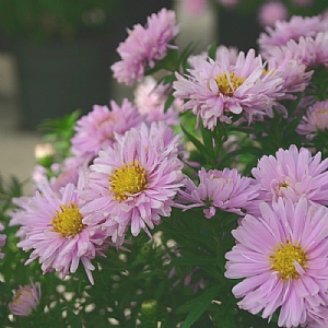 Aster 'Rose Quartz'