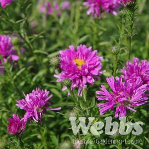Aster dumosus 'Rose Crystal'