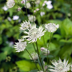 Astrantia major 'Shaggy'