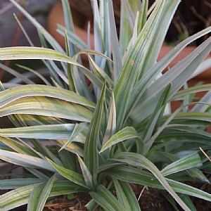 Astelia 'Silver Shadow'