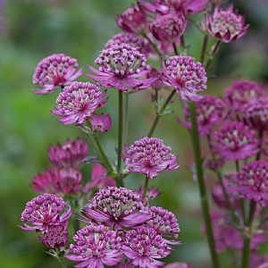 Astrantia major 'Star of Beauty'