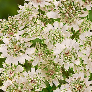 Astrantia major 'Star of Billion'