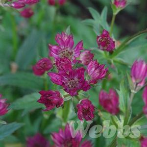 Astrantia 'Star of Love'