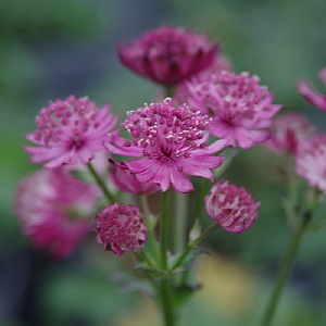 Astrantia major 'Venice'