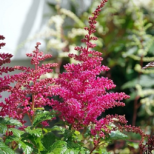 Astilbe 'Younique Carmine'