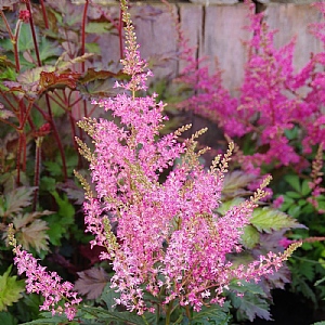 Astilbe 'Younique Pink'
