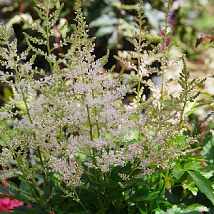 Astilbe 'Younique Silver Pink'