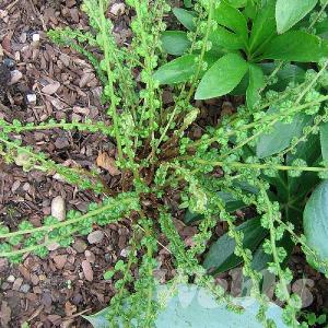 Athyrium filix-femina 'Frizelliae'