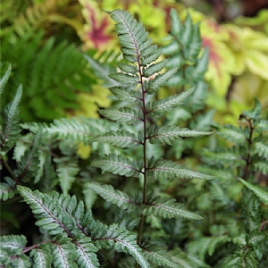 Athyrium 'Pewter Lace'