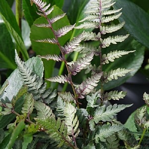 Athyrium niponicum var. pictum 'Red Beauty'