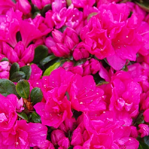 Evergreen Azalea 'Canzonetta' Pink