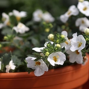 Bacopa 'Bahia White'