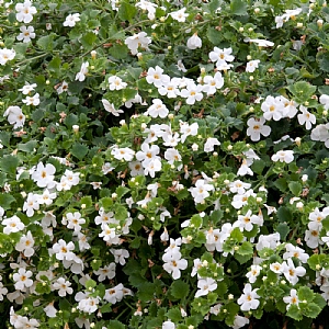 Bacopa 'Snowflake'