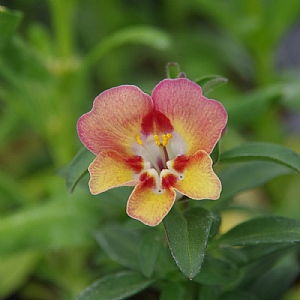 Antirinca 'Copper Apricote'