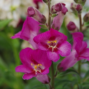 Antirinca 'Rose'