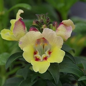 Antirinca 'Yellow Maroon'