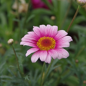 Argyranthemum 'Madeira Pink Halo'