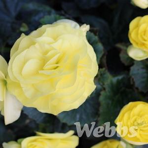Begonia 'Limitless Lemon'