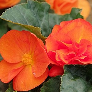Begonia 'Limitless Orange'