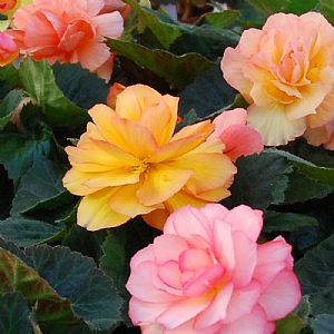 Begonia 'Limitless Sunset'