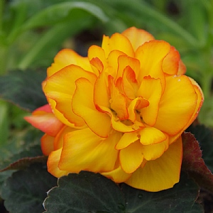 Begonia 'Non-stop Fire'