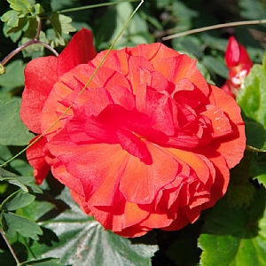 Begonia 'Non-stop Orange'