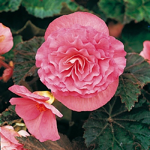 Begonia 'Non-stop Pink'