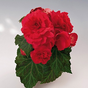 Begonia 'Non-stop Red'