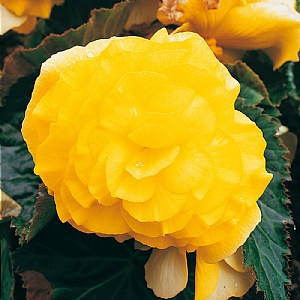 Begonia 'Non-stop Yellow'