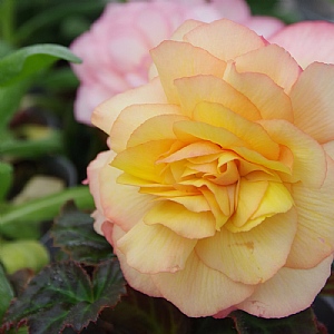 Begonia 'Limitless Sunrise'