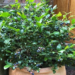 Blueberry 'Alvar'