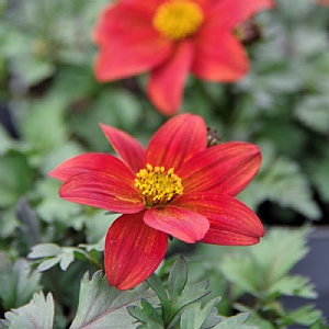Bidens 'Blazing Fire'