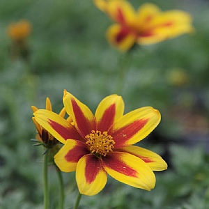 Bidens 'Tiger Bee'