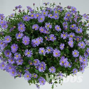 Brachyscome 'Brasco Violet'