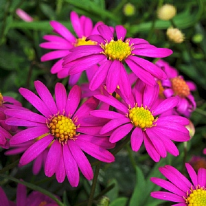 Brachyscome 'Magenta Delight'