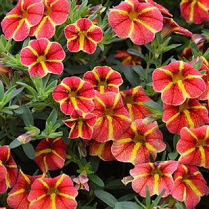 Calibrachoa 'Cardinal Star'