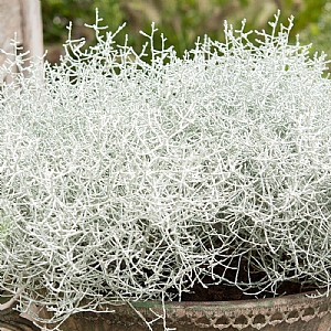 Calocephalus 'Challenge'
