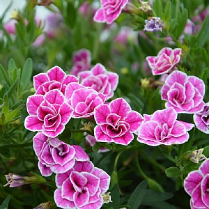 Calibrachoa 'Superbells Doublette Loveswept'