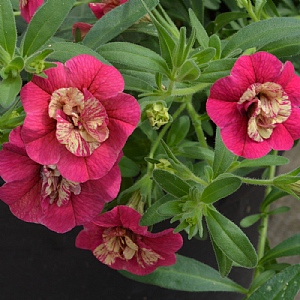 Calibrachoa 'Dragon Fruit'