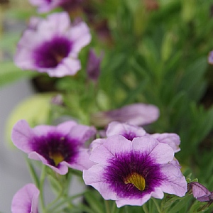 Calibrachoa 'Eclipse Lilac'