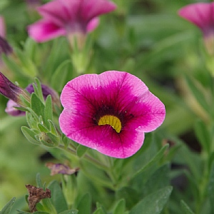 Calibrachoa 'Eclipse Strawberry'