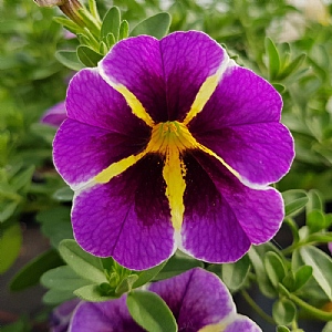 Calibrachoa 'Superbells Evening Star'