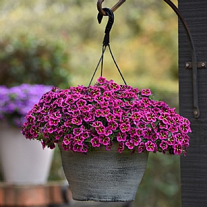 Calibrachoa 'Goodnight Kiss'