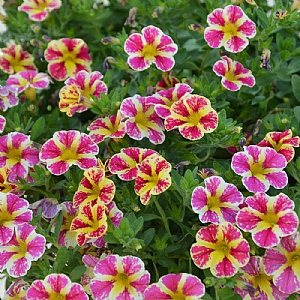 Calibrachoa 'Superbells Holy Cow'