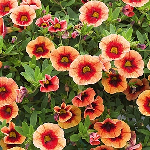Calibrachoa 'Neo Orange Red Punch'