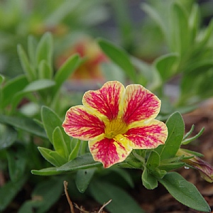 Calibrachoa 'Tangerine Star'